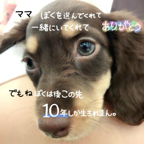 Mayuki さんのミクチャ動画 犬の十戒 ママ愛してます 伊吹唯 マロンver いい歌だなぁって思って作ってみました