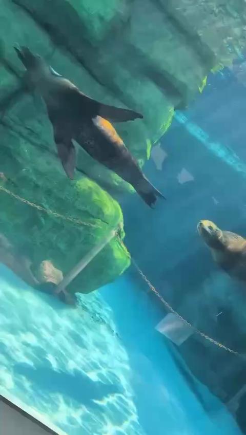 4/2～4/6肖像画イベ用動画！動物園シリーズww 1万取りたいっ🙏🙏 - ミクチャ (MIXCHANNEL)