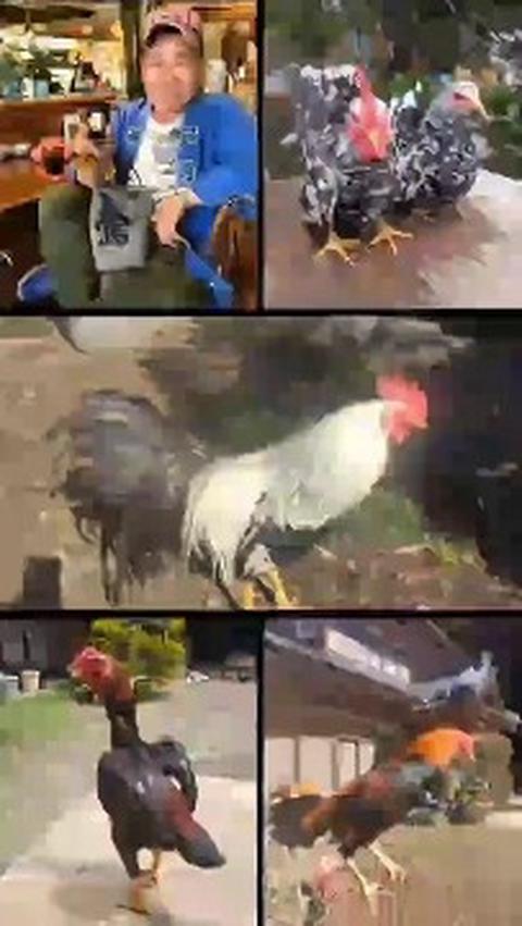 しゃも天狗きいちゃん-💎💚さんの動画