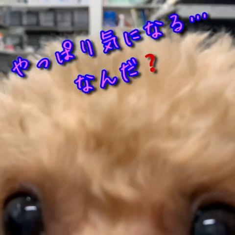 Junjun さんのミクチャ動画 隠撮り トイプードル 西島隆弘 Nissy Na
