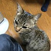 さゆり