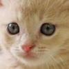黒猫