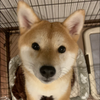るふぃ