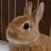 🐇みぃたん🐇