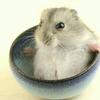 はむさわ