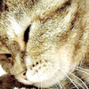 Nelo