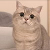 ひな