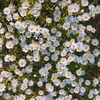smallsun