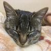 猫猫