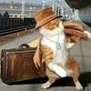 😸かいと