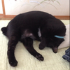 もんちゃん