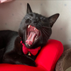 しおん🐈‍⬛🍟