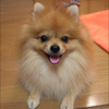 🐶ましゃわんこ🐶