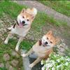 高川、高一、ラグビー