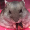 みー