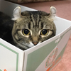 まーぼー