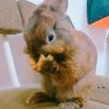 🐰うさ🥕🐳