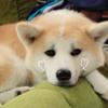 れんか
