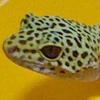 アローネ