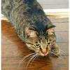 1番猫軍猫好きの猿