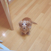 チビ太