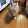 ミルキー