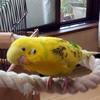 サウスバード🐣