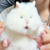 まさやん 