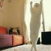 だいちん(  ´ཫ`)
