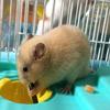 ふゎふゎ(✌'ω'✌)