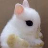 🐰うさたにパイセンLOVE💕🐰