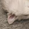 めんぼう