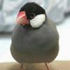 さっく～～　辞めます