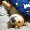 ふわふわ