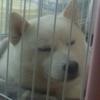 福ちゃんバイキンマン