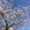 華香(はるか)
