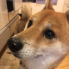 たけし(豆柴)