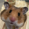 のりたん