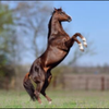 🥕🐴馬たん＃運営さん大好き🐴🥕