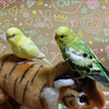 あるあ