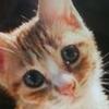 🐺(≡・x・≡)猫好き君🐺
