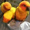 西に鳴く猫(サブ)