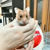 たけと