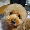 ぽん