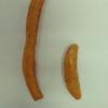iroenitake
