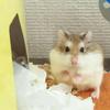 さくら