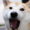 あすま