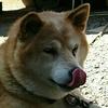 さすらいおん