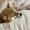 カイロ