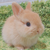 つくね